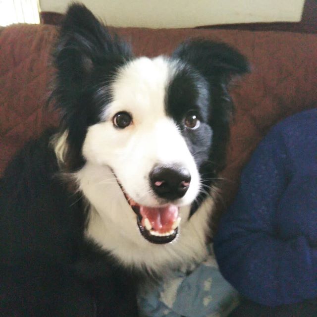 大きな地震がありましたが、とりあえず我が家はみんな無事です！ちょうどコンビニにクルマを停めようとしたところだったので、遊園地のアトラクションくらい揺れました。#地震